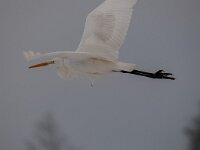 Ardea alba 71, Grote zilverreiger, Saxifraga-Luuk Vermeer