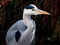 Ardea cinerea 103, Blauwe reiger, Saxifraga-Bart Vastenhouw