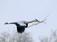Ardea cinerea 12, Blauwe reiger, Saxifraga-Piet Munsterman