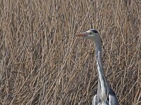 Ardea cinerea  Blauwe reiger Arkemheen : Ardea cinerea