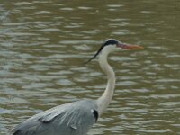 Ardea cinerea 17, Blauwe reiger, Saxifraga-Jan van der Straaten