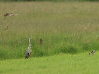 Ardea cinerea 176, Blauwe Reiger, Saxifraga-Mark Zekhuis