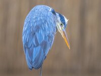 Grey heron waiting  Grey heron (Ardea cinerea) hunting at Lake Csaj, Kiskunsagi National Park, Pusztaszer, Hungary. February. It feeds mostly on aquatic creatures. : Kiskunsag, Kiskunsagi, Pusztaszer, animal, animals, ardea, beach, beak, bird, blue, cinerea, egrets, egretta, environment, europe, fish, fishing, food, gray, great, grey, grey heron, heron, hungary, lake, large, looking, marsh, national, natural, nature, ornithology, outdoor, park, pond, portrait, reflection, river, shore, standing, swamp, wading, waiting, water, wetland, white, wild, wildlife
