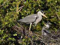 Ardea cinerea 2, Blauwe reiger, Saxifraga-Piet Munsterman