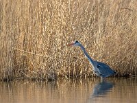 Ardea cinerea 27, Blauwe reiger, Saxifraga-Luc Hoogenstein