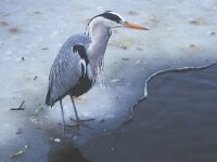 Ardea cinerea 28, Blauwe reiger, Saxifraga-Piet Munsterman
