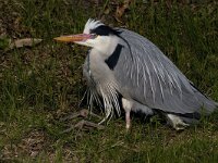 Ardea cinerea 35, Blauwe reiger, breeding plumage, Saxifraga-Piet Munsterman