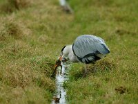 Ardea cinerea 38, Blauwe reiger, Saxifraga-Piet Munsterman