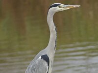 Blauwe reiger 01 #45683 : Ardea cinerea, Grey Heron, Blauwe reiger