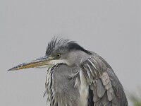 Ardea cinerea 7, Blauwe reiger, Saxifraga-Martin Mollet