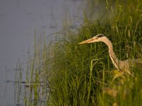 Ardea cinerea 71, Blauwe reiger, Saxifraga-Rik Kruit