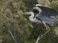 Ardea cinerea 78, Blauwe reiger, Saxifraga-Jan van der Straaten
