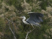 Ardea cinerea 79, Blauwe reiger, Saxifraga-Jan van der Straaten