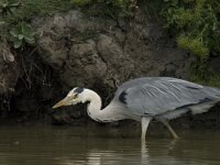 Ardea cinerea 82, Blauwe reiger, Saxifraga-Jan van der Straaten