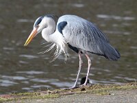 Ardea cinerea 85, Blauwe reiger, Saxifraga-Bart Vastenhouw