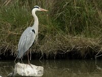 Ardea cinerea 91, Blauwe reiger, Saxifraga-Willem van Kruijsbergen