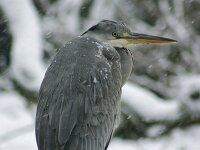 Ardea cinerea 99, Blauwe reiger, Saxifraga-Jelmer Reyntjes  Nationale Beeldbank website : Ardea, Ardea cinerea, blauwe reiger, cinerea, dierenpark, emmen, reiger, sneeuw