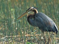 Ardea purpurea 12, Purperreiger, Saxifraga-Janus Verkerk