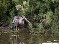 Ardea purpurea 17, Purperreiger, Saxifraga-Piet Munsterman