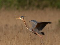 Purperreiger; Purple Heron; Ardea purpurea  Purperreiger; Purple Heron; Ardea purpurea : Ameide, Ardea purpurea, Purperreiger, Purple Heron, Utrecht, Zouweboezem, bird, flight, heron, marsh, moeras, moerasvogel, reed, reiger, reigerachtige, riet, swamp, territorial, viseter, vliegbeeld, vlucht