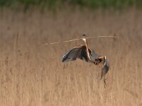 Purperreiger; Purple Heron; Ardea purpurea  Purperreiger; Purple Heron; Ardea purpurea : Ameide, Ardea purpurea, Purperreiger, Purple Heron, Utrecht, Zouweboezem, bird, flight, heron, marsh, moeras, moerasvogel, reed, reiger, reigerachtige, riet, swamp, territorial, viseter, vliegbeeld, vlucht