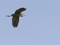 Ardea purpurea 24, Purperreiger, Saxifraga-Mark Zekhuis