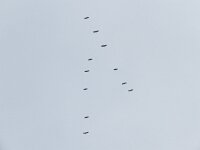 Ardea purpurea 37, Purperreiger, Saxifraga-Henk Sierdsema