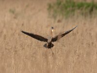 Purperreiger; Purple Heron; Ardea purpurea  Purperreiger; Purple Heron; Ardea purpurea : Ameide, Ardea purpurea, Purperreiger, Purple Heron, Utrecht, Zouweboezem, bird, flight, heron, marsh, moeras, moerasvogel, reed, reiger, reigerachtige, riet, swamp, territorial, viseter, vliegbeeld, vlucht