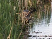 Ardea purpurea 6, Purperreiger, Saxifraga-Luc Hoogenstein