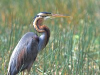 Ardea purpurea 8, Purperreiger, Saxifraga-Janus Verkerk
