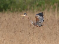 Ardea purpurea 9, Purperreiger, Saxifraga-Luc Hoogenstein