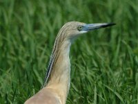 Ardeola ralloides 14, Ralreiger, Saxifraga-Marijke Verhagen