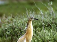Ardeola ralloides 17, Ralreiger, Saxifraga-Piet Munsterman