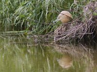 Ardeola ralloides 20, Ralreiger, Saxifraga-Mark Zekhuis