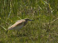 Ardeola ralloides 24, Ralreiger, Saxifraga-Jan van der Straaten