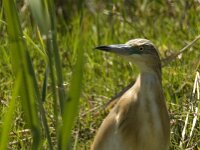 Ardeola ralloides 26, Ralreiger, Saxifraga-Jan van der Straaten