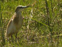 Ardeola ralloides 27, Ralreiger, Saxifraga-Jan van der Straaten