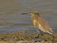 Ardeola ralloides 31, Ralreiger, Saxifraga-Jan van der Straaten