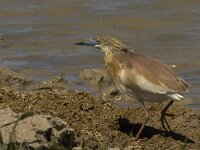 Ardeola ralloides 32, Ralreiger, Saxifraga-Jan van der Straaten