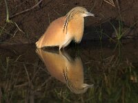 Ardeola ralloides 4, Ralreiger, Saxifraga-Luc Hoogenstein