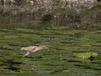 Ardeola ralloides 55, Ralreiger Saxifraga-Jan Nijendijk