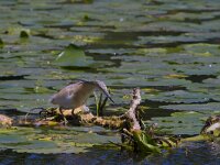 Ardeola ralloides 56, Ralreiger, Saxifraga-Jan Nijendijk