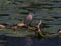 Ardeola ralloides 59, Ralreiger, Saxifraga-Jan Nijendijk