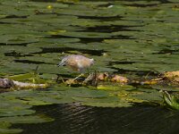 Ardeola ralloides 61, Ralreiger, Saxifraga-Jan Nijendijk