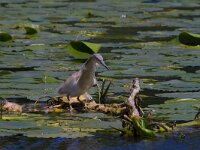 Ardeola ralloides 68, Ralreiger, Saxifraga-Jan Nijendijk