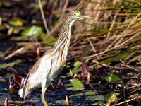 Ardeola ralloides 71, Ralreiger, Saxifraga-Bart Vastenhouw
