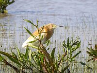 Ardeola ralloides 81, Ralreiger, Saxifraga-Bart Vastenhouw