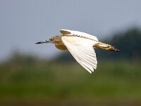 Ardeola ralloides 84, Ralreiger, Saxifraga-Bart Vastenhouw