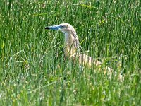 Ardeola ralloides 86, Ralreiger, Saxifraga-Bart Vastenhouw