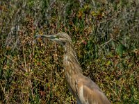 Ardeola ralloides 89, Ralreiger, adult, breeding plumage, Saxifraga-Theo Verstrael